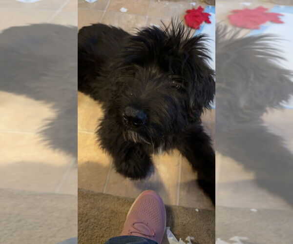 Medium Photo #4 Labrador Retriever-Unknown Mix Puppy For Sale in Aurora, IN, USA