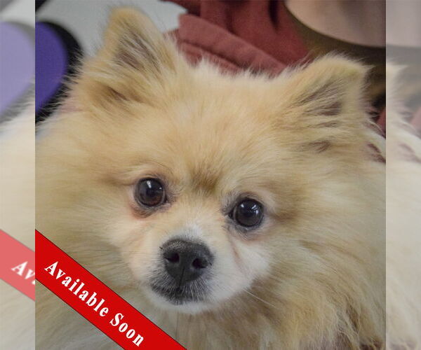 Medium Photo #1 Pomeranian Puppy For Sale in Huntley, IL, USA
