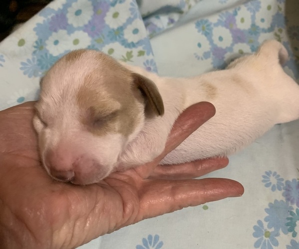 Medium Photo #10 Dachshund Puppy For Sale in RED OAK, TX, USA