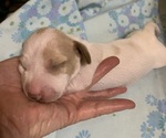 Small #2 Dachshund