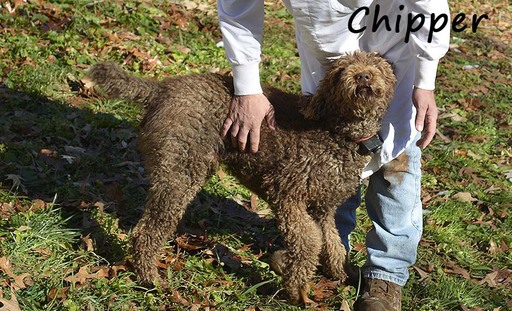 Medium Photo #1 Labradoodle Puppy For Sale in JASPER, GA, USA