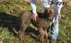 Small Photo #1 Labradoodle Puppy For Sale in JASPER, GA, USA