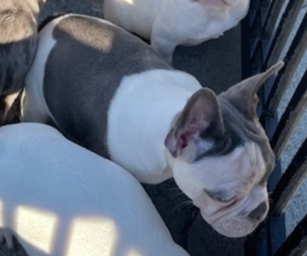 Medium Photo #9 French Bulldog Puppy For Sale in ANTIOCH, CA, USA