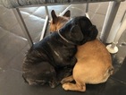 Small Photo #3 English Bulldog-French Bulldog Mix Puppy For Sale in PALM DESERT, CA, USA