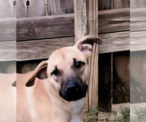 Medium Photo #5 Black Mouth Cur-Unknown Mix Puppy For Sale in Jackson, MS, USA