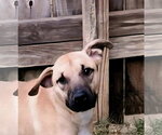 Small #4 Black Mouth Cur Mix