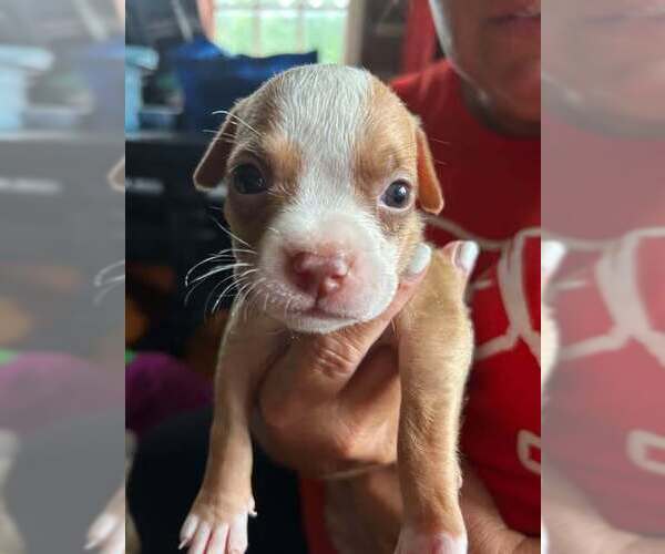 Medium Photo #1 Chihuahua-Unknown Mix Puppy For Sale in New York, NY, USA
