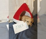 Small Photo #14 Golden Retriever Puppy For Sale in KENOVA, WV, USA