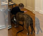 Small #3 Labrador Retriever Mix