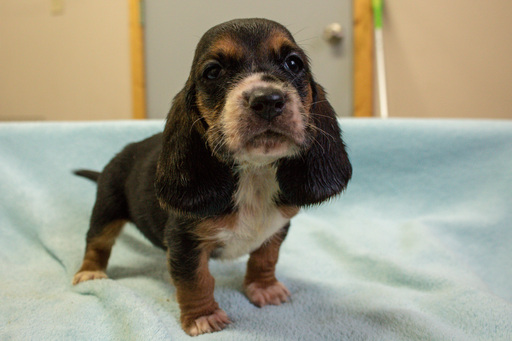 Medium Photo #5 Basset Hound Puppy For Sale in ALFORD, IN, USA
