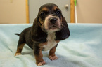 Small Photo #5 Basset Hound Puppy For Sale in ALFORD, IN, USA