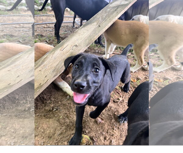Medium Photo #2 Labrador Retriever-Unknown Mix Puppy For Sale in Tracy City, TN, USA