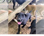 Small #1 Labrador Retriever Mix