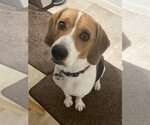 Small Photo #1 Beagle-Unknown Mix Puppy For Sale in Fairfax, VA, USA