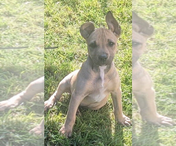 Medium Photo #4 Chihuahua-Rhodesian Ridgeback Mix Puppy For Sale in San Bernardino, CA, USA