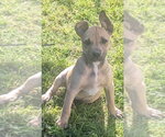 Small #3 Chihuahua-Rhodesian Ridgeback Mix