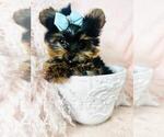 Small #3 Yorkshire Terrier