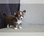 Small Photo #7 Chihuahua Puppy For Sale in SAN FRANCISCO, CA, USA
