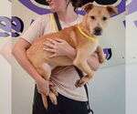 Small #1 Black Mouth Cur Mix