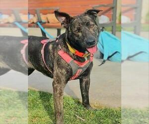 German Shepherd Dog-Unknown Mix Dogs for adoption in Sacramento, CA, USA