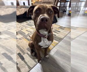 American Pit Bull Terrier-Unknown Mix Dogs for adoption in Chandler, AZ, USA