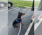 Small #13 Doberman Pinscher