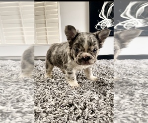 French Bulldog Puppy for sale in BAKER, CA, USA