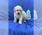 Puppy 3 Golden Labrador