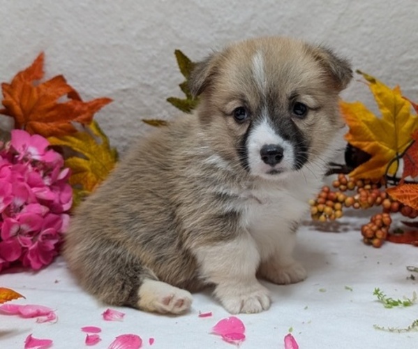 Medium Photo #15 Pembroke Welsh Corgi Puppy For Sale in GOSHEN, IN, USA
