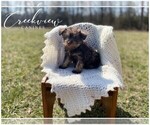 Small #1 Schnauzer (Miniature)