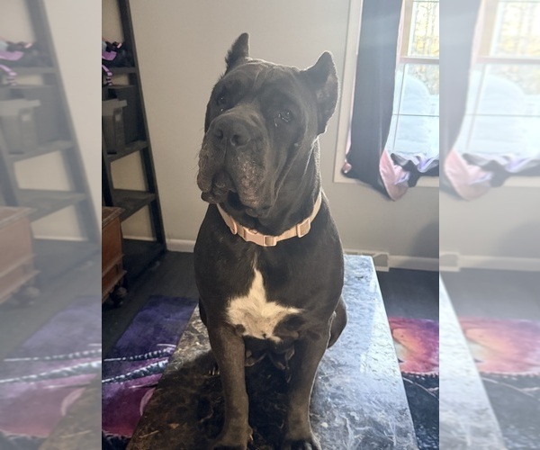 Medium Photo #1 Cane Corso Puppy For Sale in STRATFORD, NY, USA