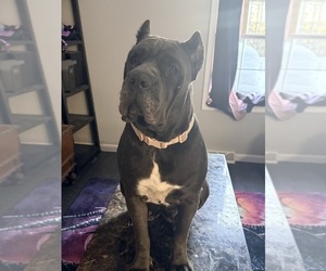 Mother of the Cane Corso puppies born on 11/11/2025