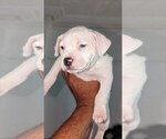 Small #2 American Bully-American Pit Bull Terrier Mix