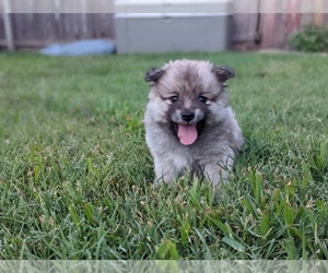 American Eskimo Dog-Miniature Spitz Mix Puppy for sale in HUMBLE, TX, USA