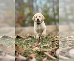 Small Photo #5 Labrador Retriever Puppy For Sale in GLADSTONE, VA, USA