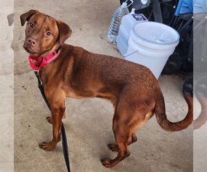 Unknown-Vizsla Mix Dogs for adoption in Stephens City, VA, USA