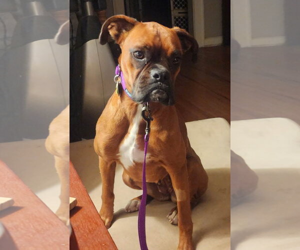 Medium Photo #2 Boxer Puppy For Sale in Burnsville, MN, USA