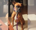 Small #1 Boxer