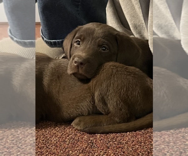 Medium Photo #11 Labrador Retriever Puppy For Sale in SHELBY, NC, USA