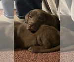 Small Photo #11 Labrador Retriever Puppy For Sale in SHELBY, NC, USA