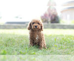Small Photo #14 Poodle (Miniature) Puppy For Sale in WARSAW, IN, USA