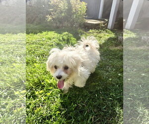 Mills - Male Maltese Dog for Adoption - Photo #5