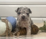 Puppy Jasper French Bulldog