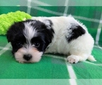 Small #3 Havanese