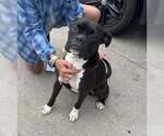 Small #2 Boxer