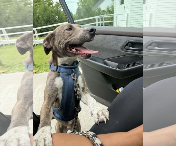 Medium Photo #20 Mountain Cur-Unknown Mix Puppy For Sale in Holly Springs, NC, USA