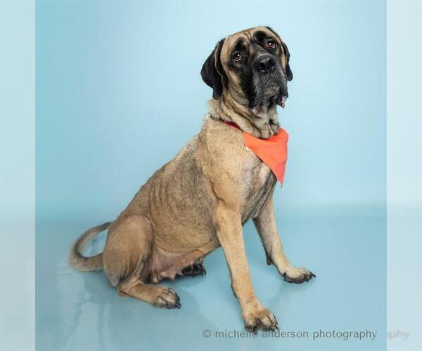 Medium Photo #1 Mastiff Puppy For Sale in Corona, CA, USA