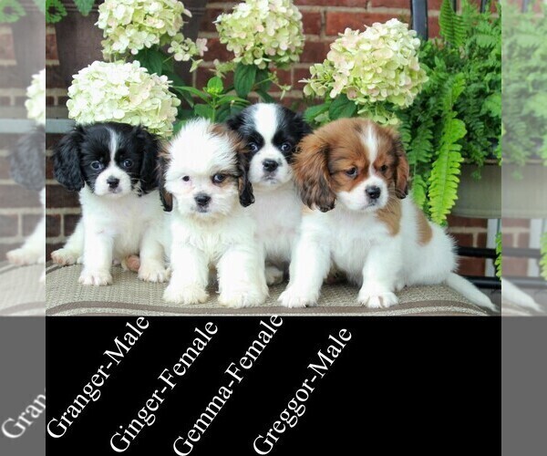 Medium Photo #2 Cava-Tzu Puppy For Sale in GORDONVILLE, PA, USA