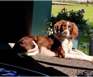 Mother of the Brittany puppies born on 05/19/2026