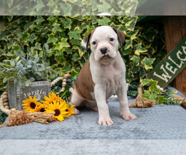 Medium Photo #2 Boxer Puppy For Sale in SHILOH, OH, USA